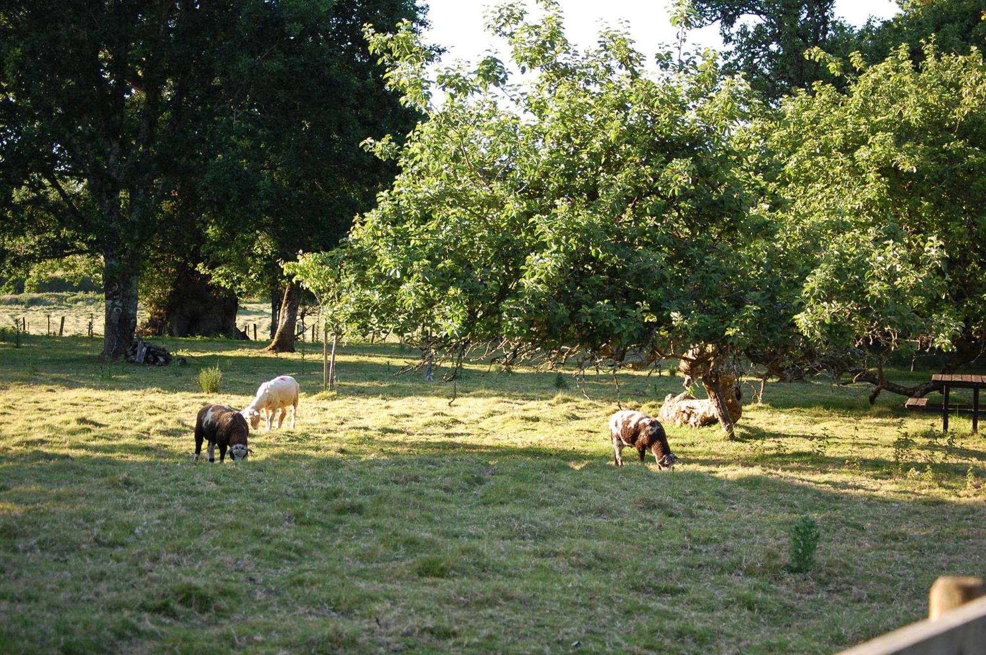 Dinefwr Дом отдыха Кармартен